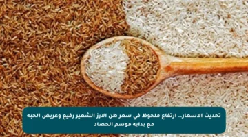 تحديث الأسعار.. ارتفاع ملحوظ في سعر طن الأرز الشعير رفيع وعريض الحبة مع بداية موسم الحصاد